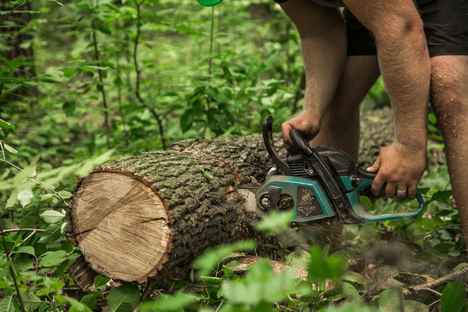 Best Best Tree Removal Services  in Stevensville, MD